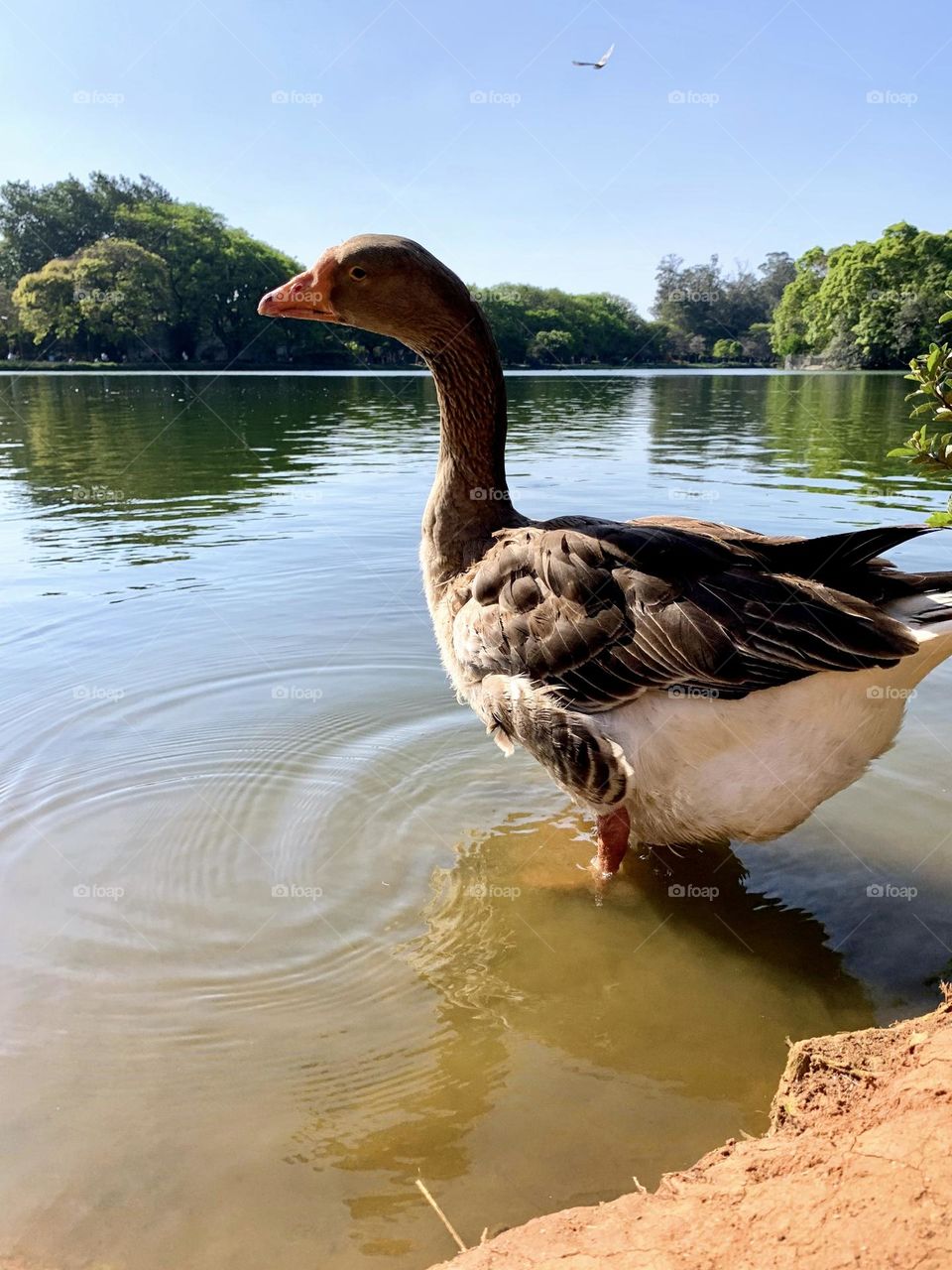 Duck in the lake