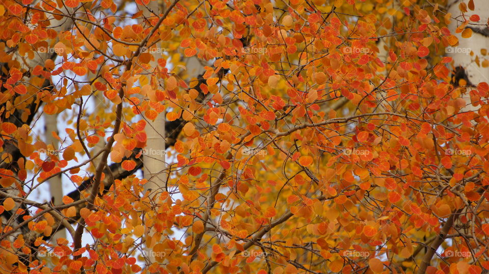 Aspens in fall