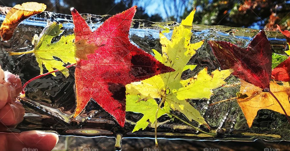 leaves in ice