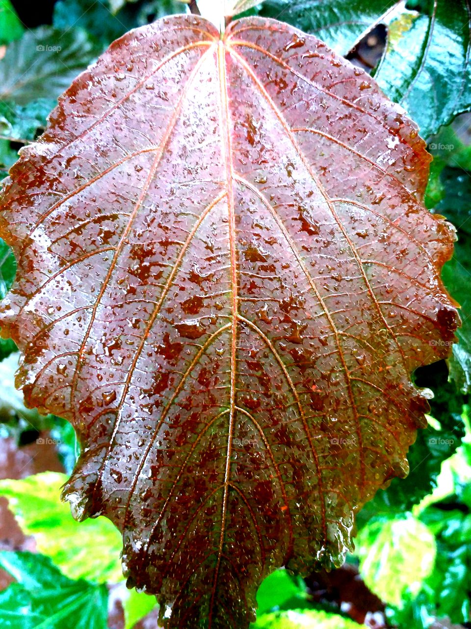 colorefull lives of leaf