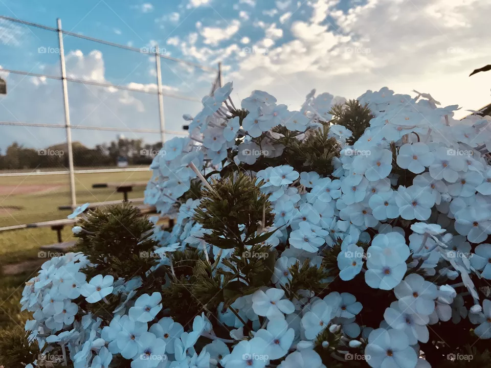 White flowers blending with the white clouds and blue sky. 