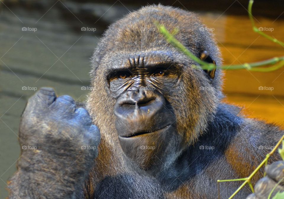 Portrait of gorilla