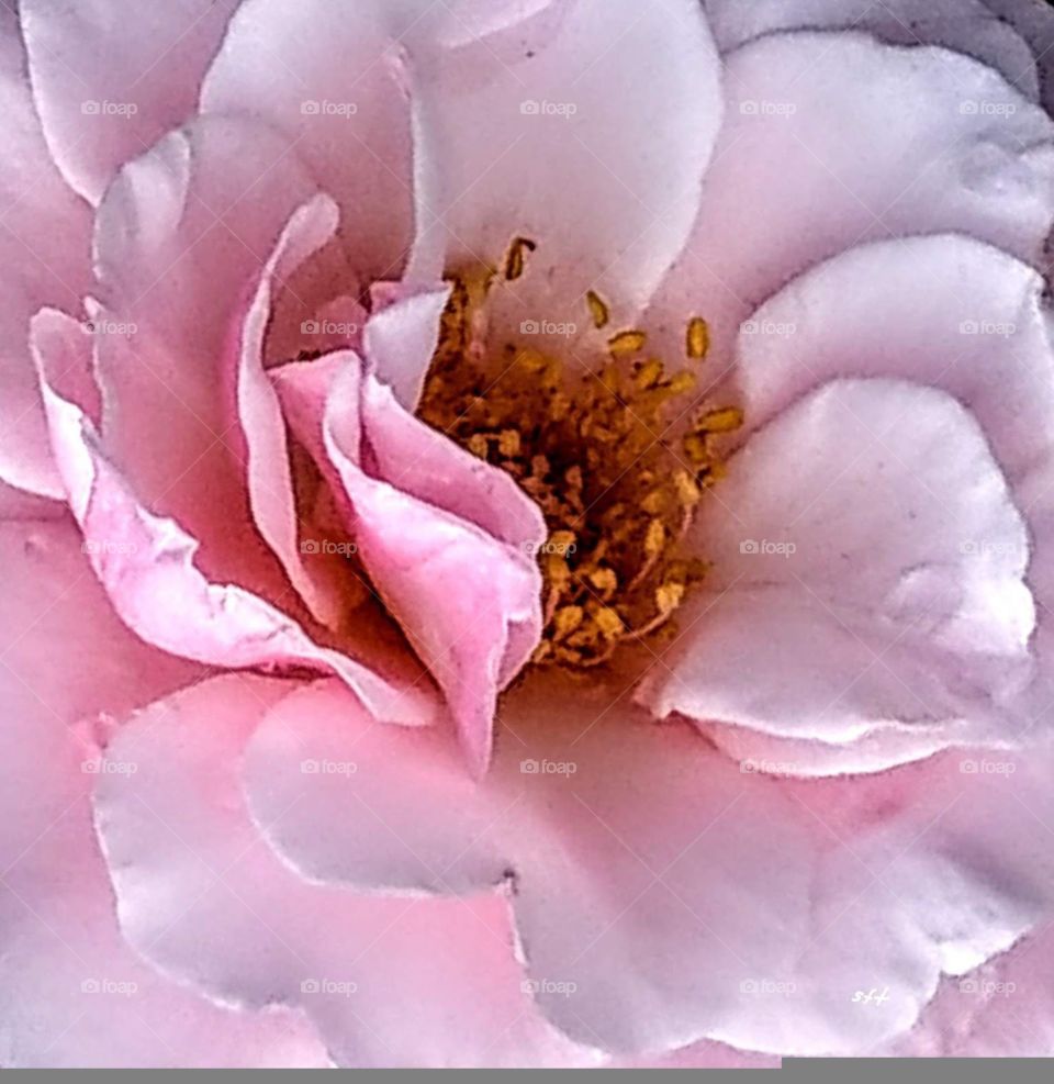 A closeup for the blooming pink rose. you can imaginate or fantasize to a beautiful rose, beacause its petals are so bright and delicate. you also can think about a romantic love, rose perfume, gift or anything about rose.