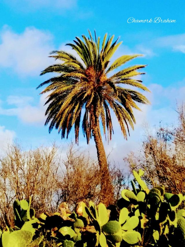 A palm tree near plants of prickly pears in the desert