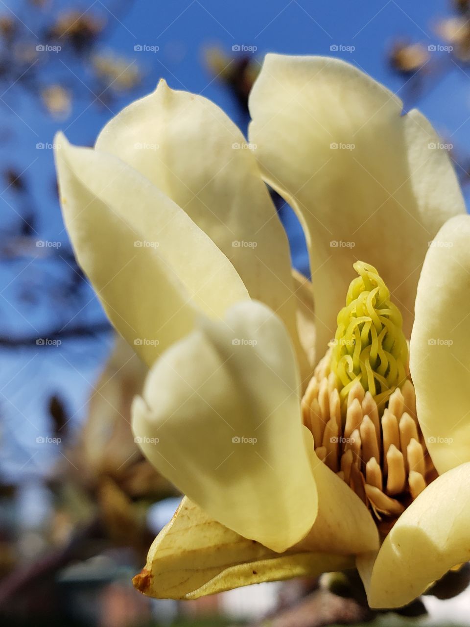 Yellow magnolia