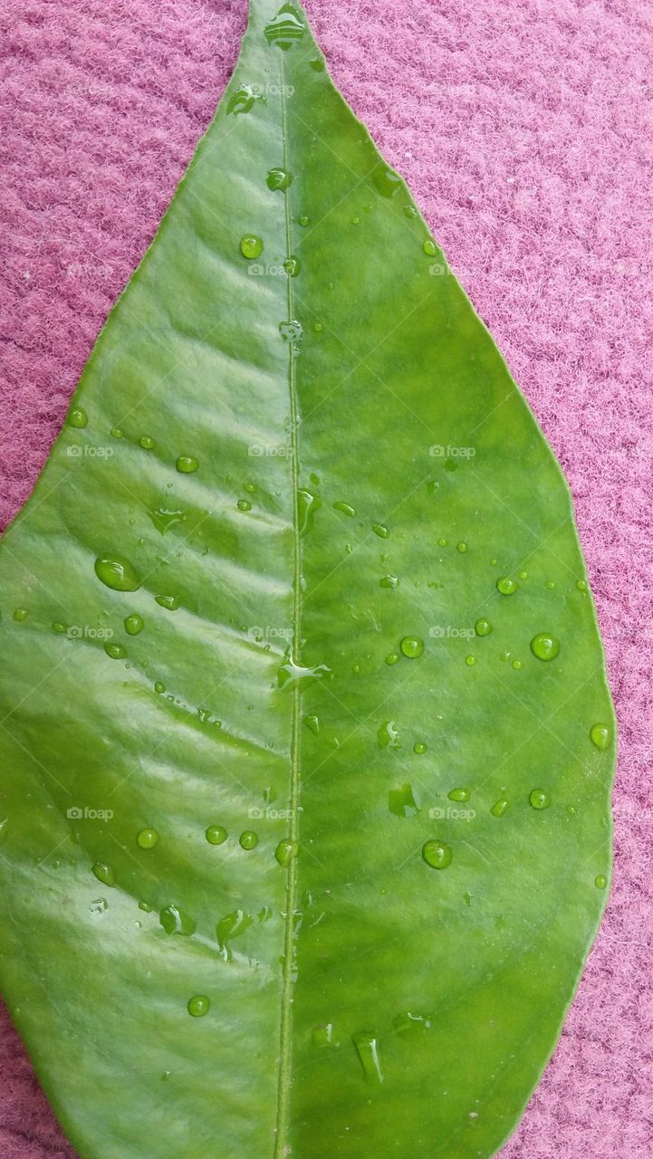 Beautiful rain drop on green leaf.