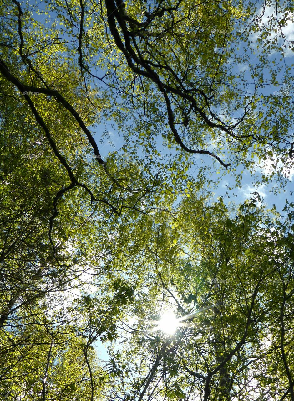 Low angle view of trees against sky