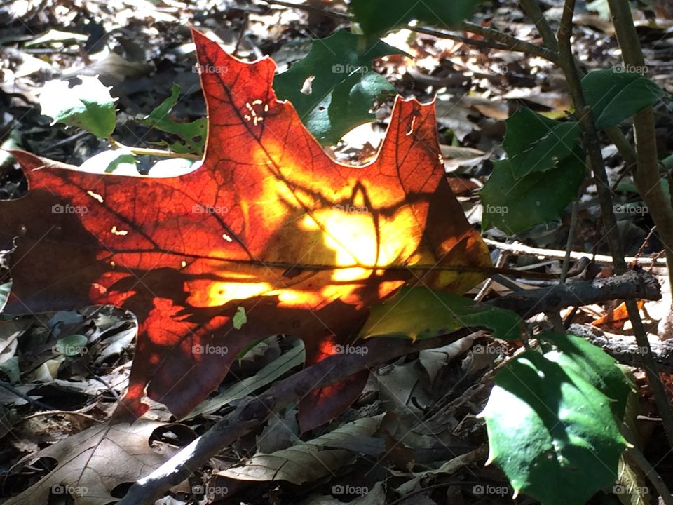 Sun shining perfectly to create a stained glass effect on a leaf