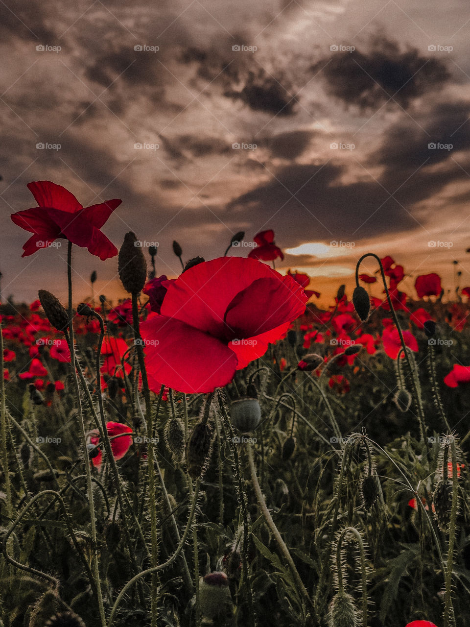 poppy field at sunset