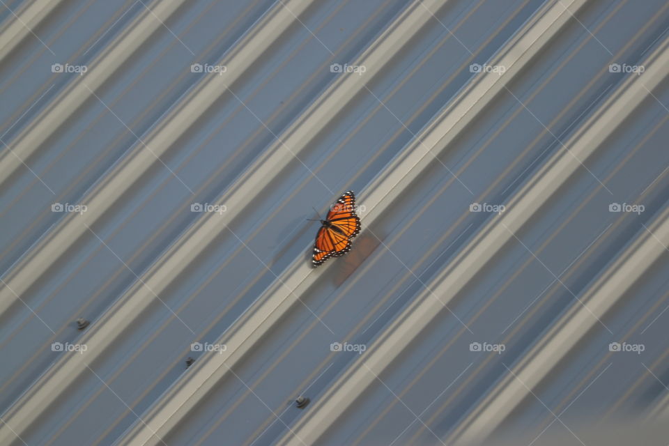 Bright butterfly on barn roof.