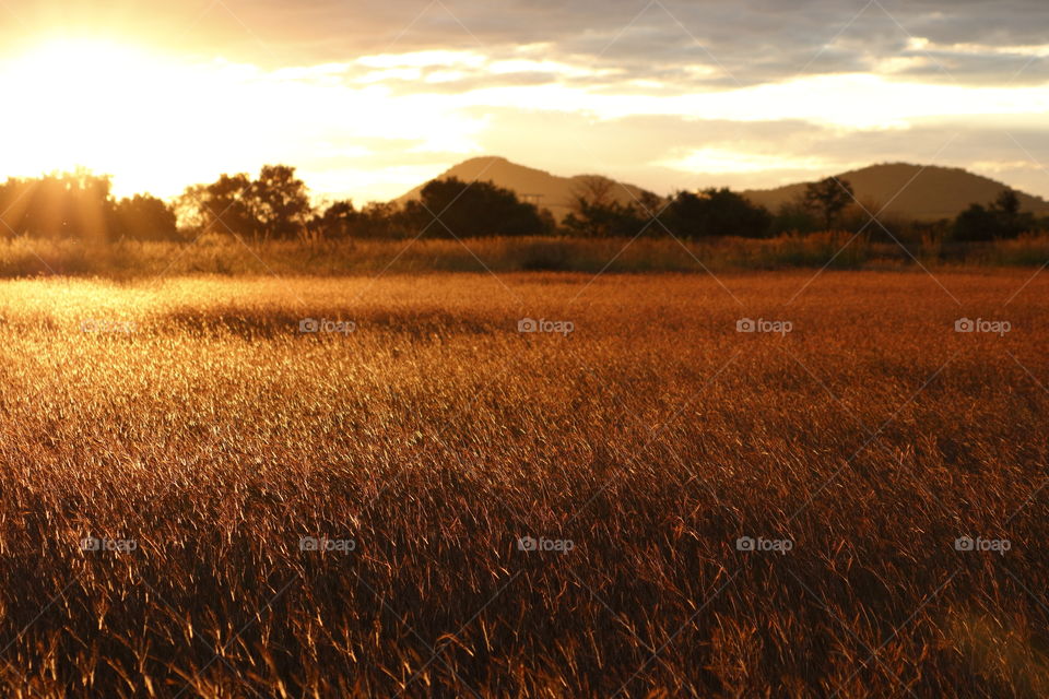 Golden sunset