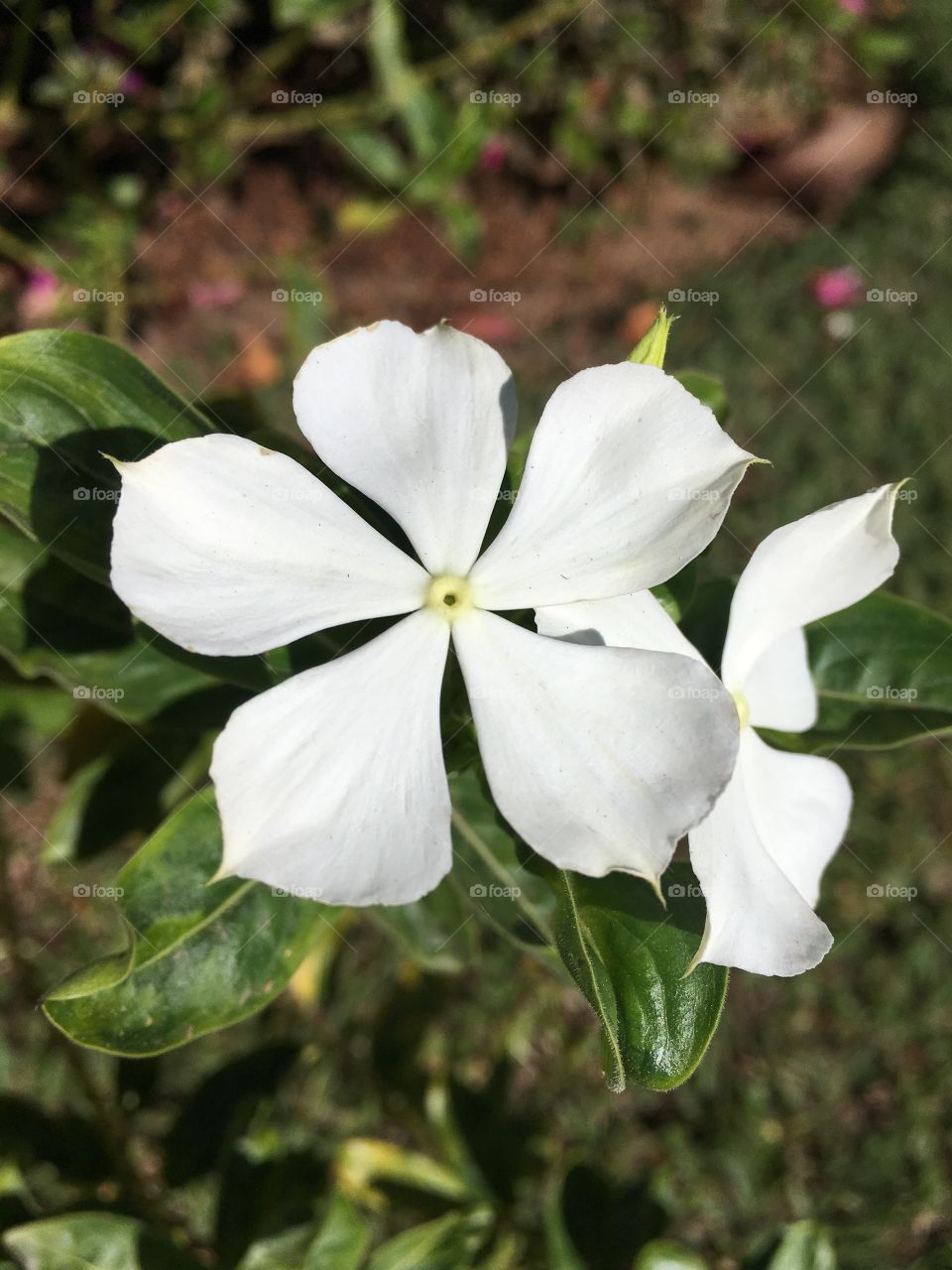 Flores do nosso jardim, para alegrar e embelezar nosso dia!
Jardinagem é nosso hobby.
🌸
Flowers from our garden, to brighten and beautify our day!
Gardening is our hobby.