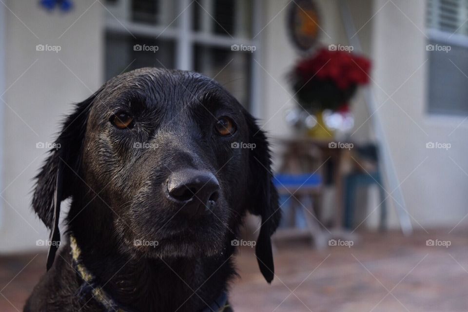 A close up of a black labrador retriever after coming out of the pool