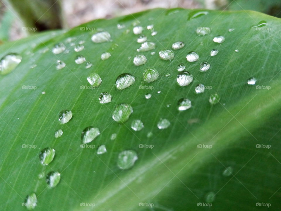 raindrops on tropical greenery