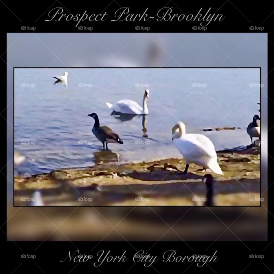 Prospect Park-Brooklyn, New York City