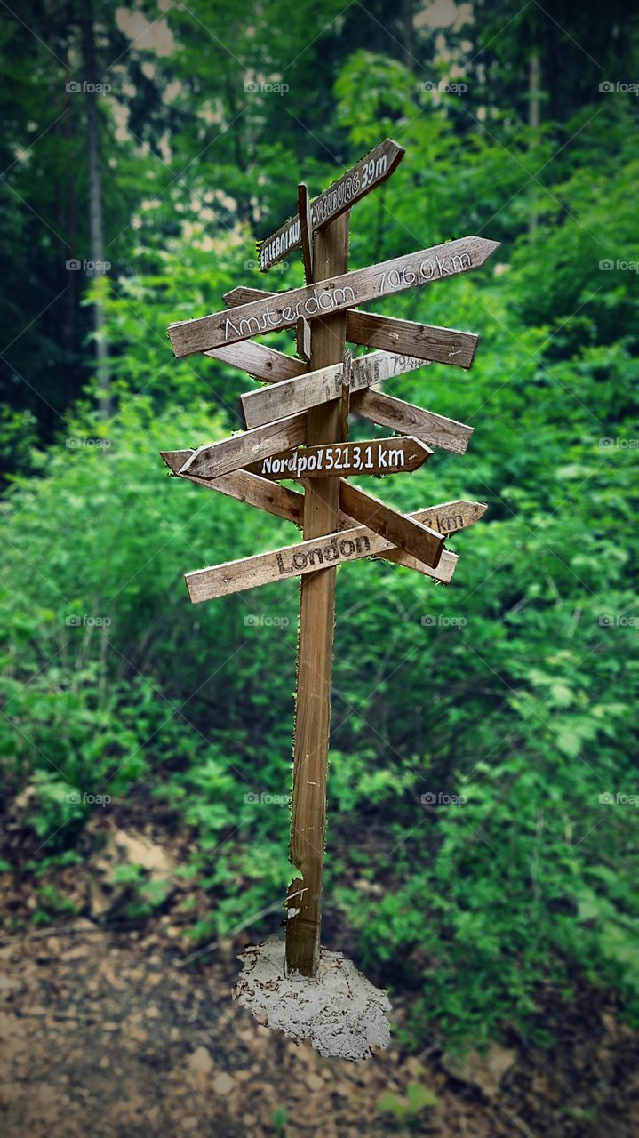Directional sign in wooden post at forest