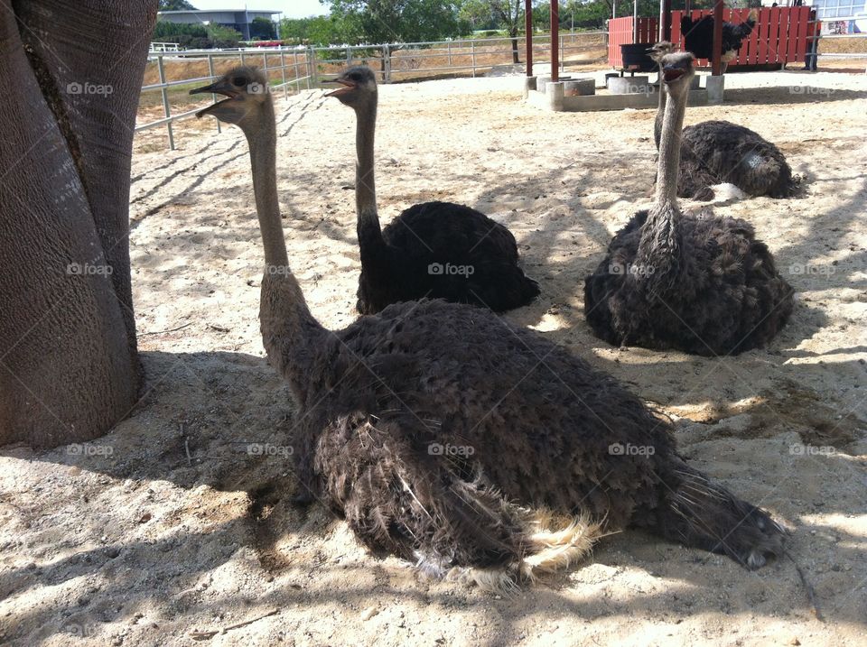 happy ostrich resting
