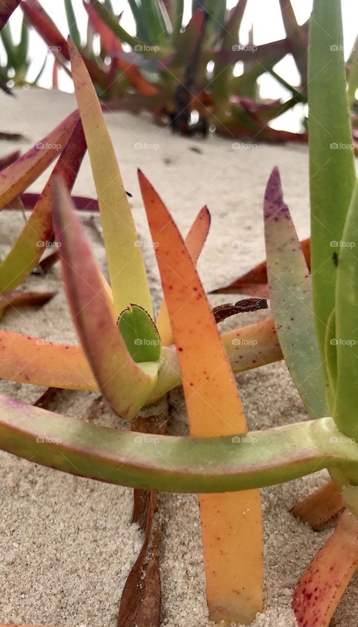 Beach Plants, Algae 
