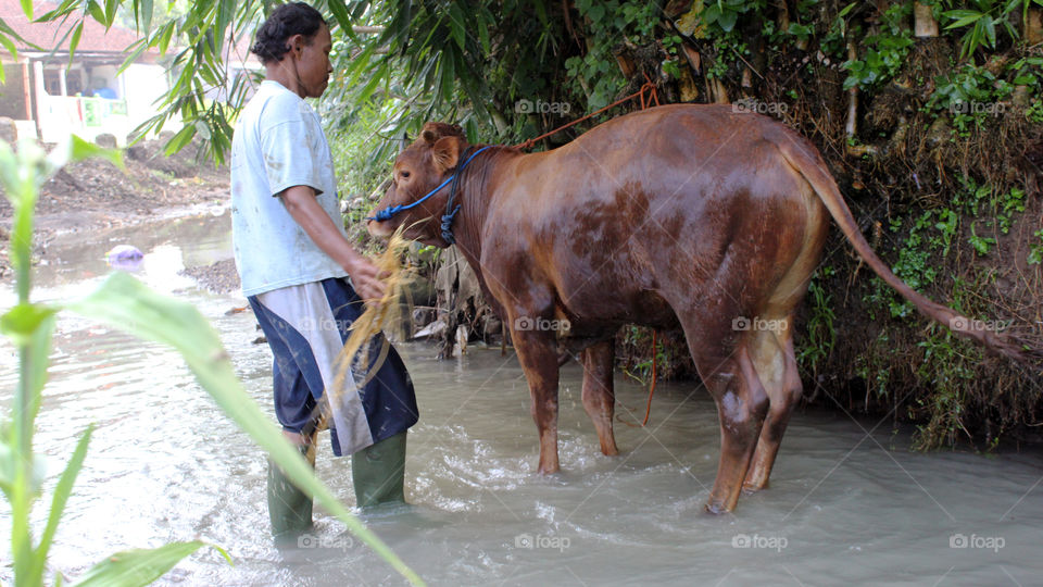 breeders bathe their cows in the river.