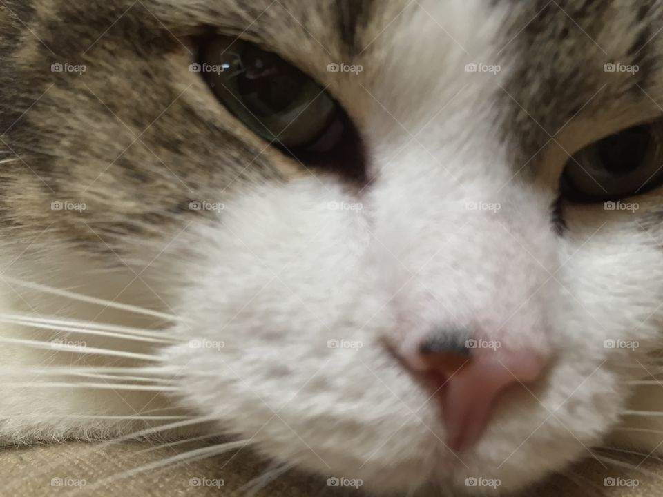 Close up cat face
