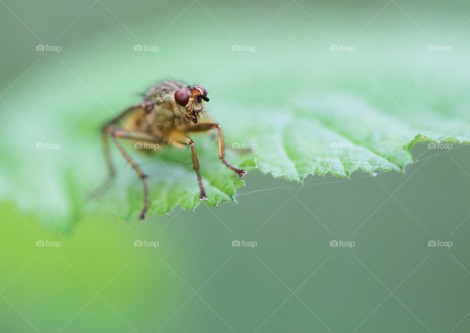 Fly On Leaf