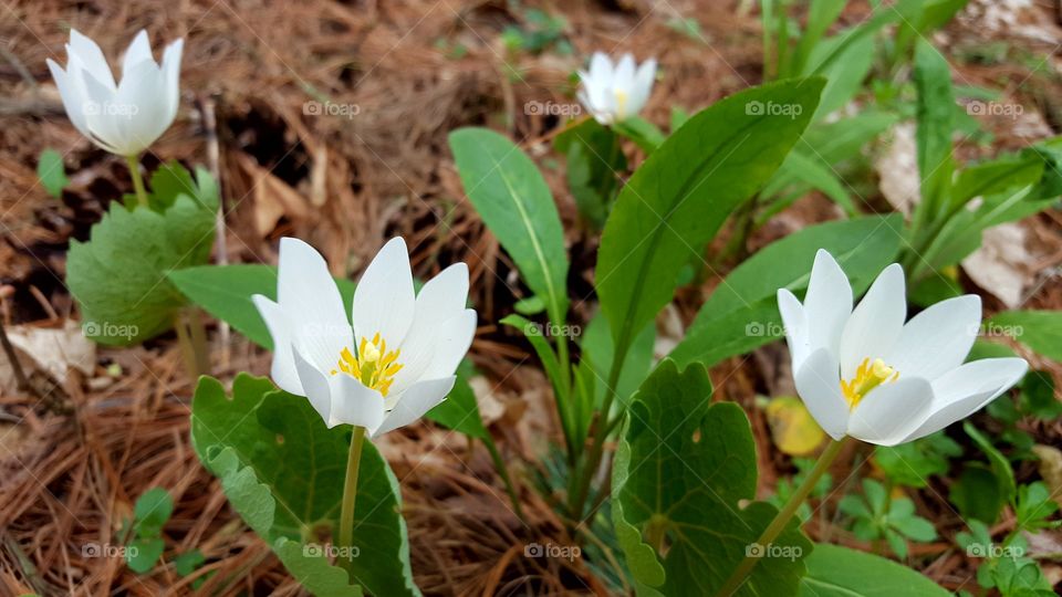 Pretty White Flowers