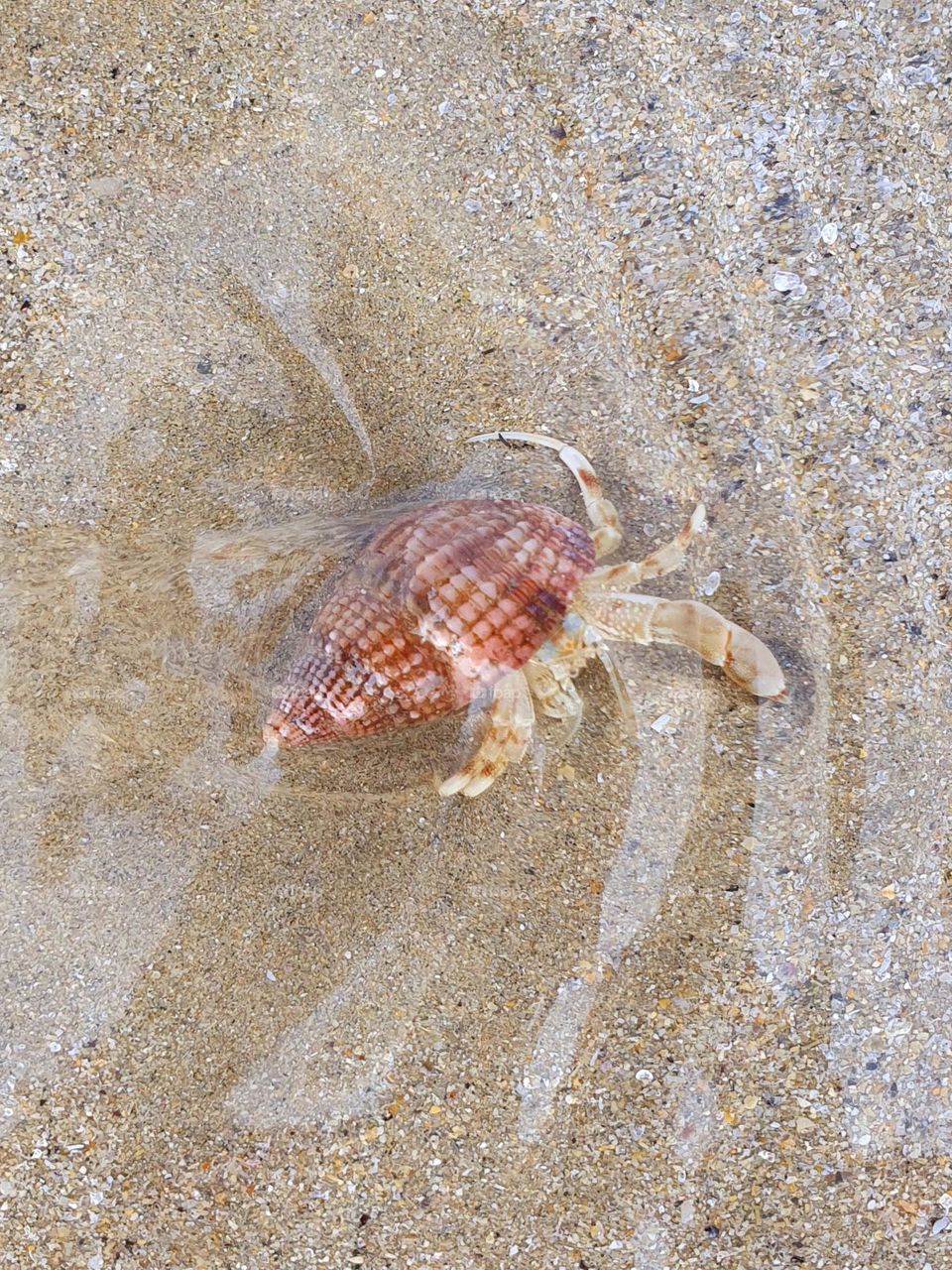 Hermit crab