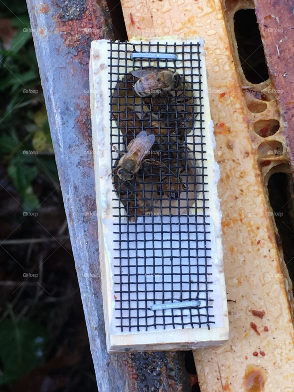 Queen cage honeybee installation to apiary