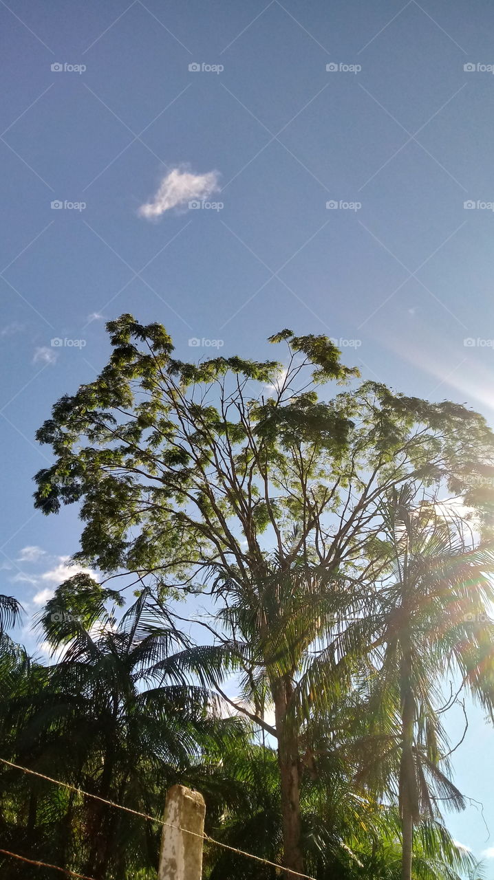 EIN BAUM IN DER SONNE