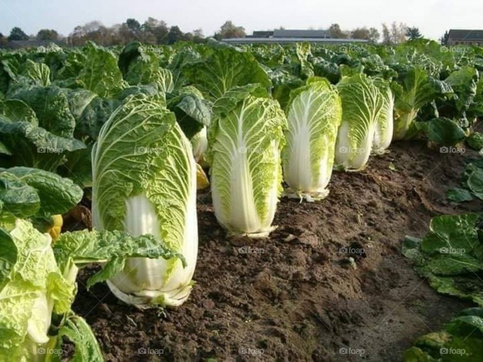 Spinach plantation in kiambu, Kenya