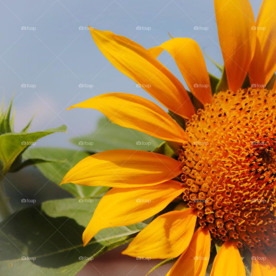 sunflower