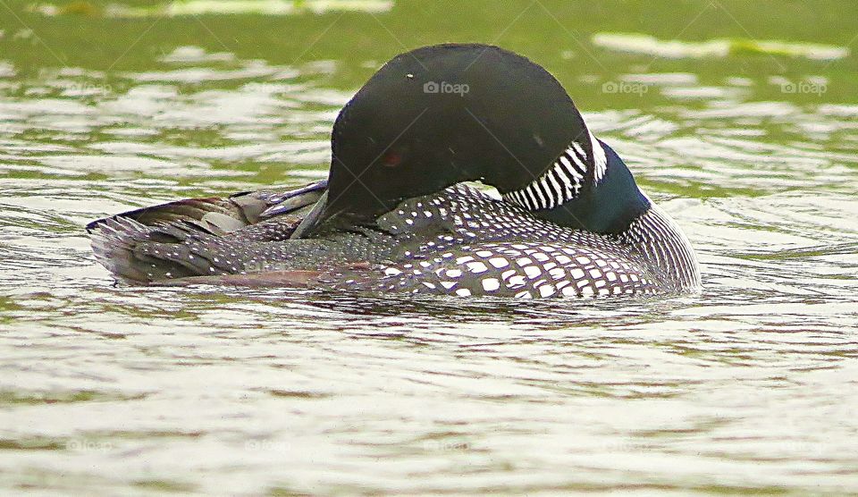 Preening Loon