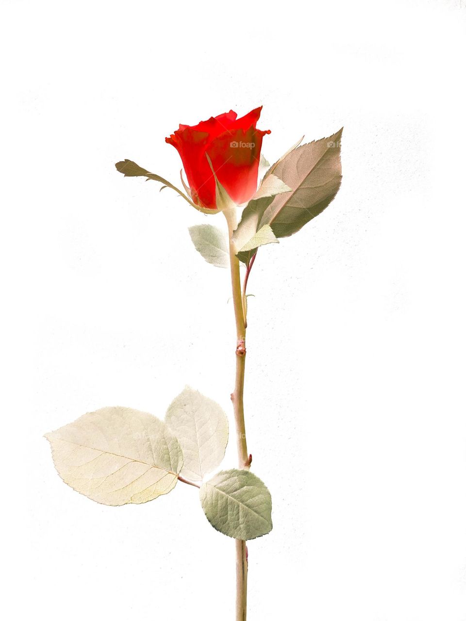 Red rose with white background