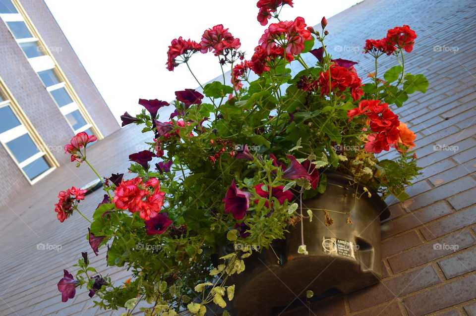 flowers on the wall in city centre