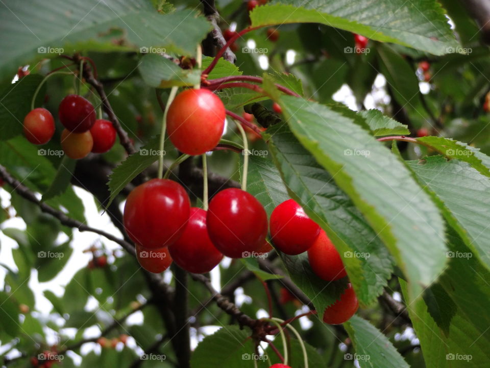 cherries. season for cherries