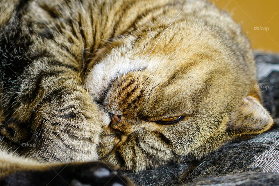 beautiful brown stripped scottish fold cat against a blurred background