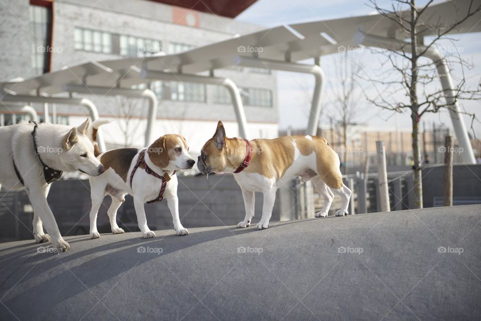 Dog meeting 
