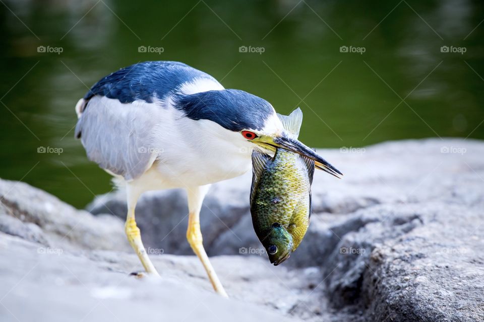 A heron with a fish in its mouth at Central Park.