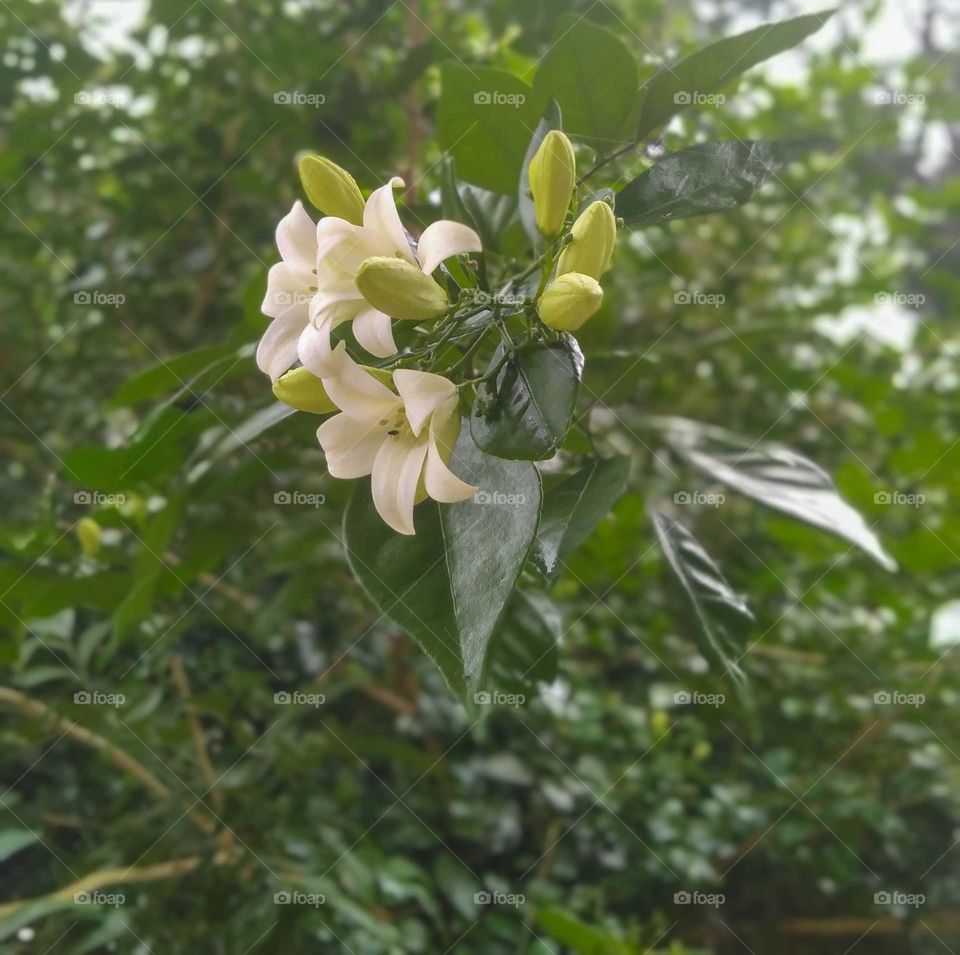 A white bliss on earth!!