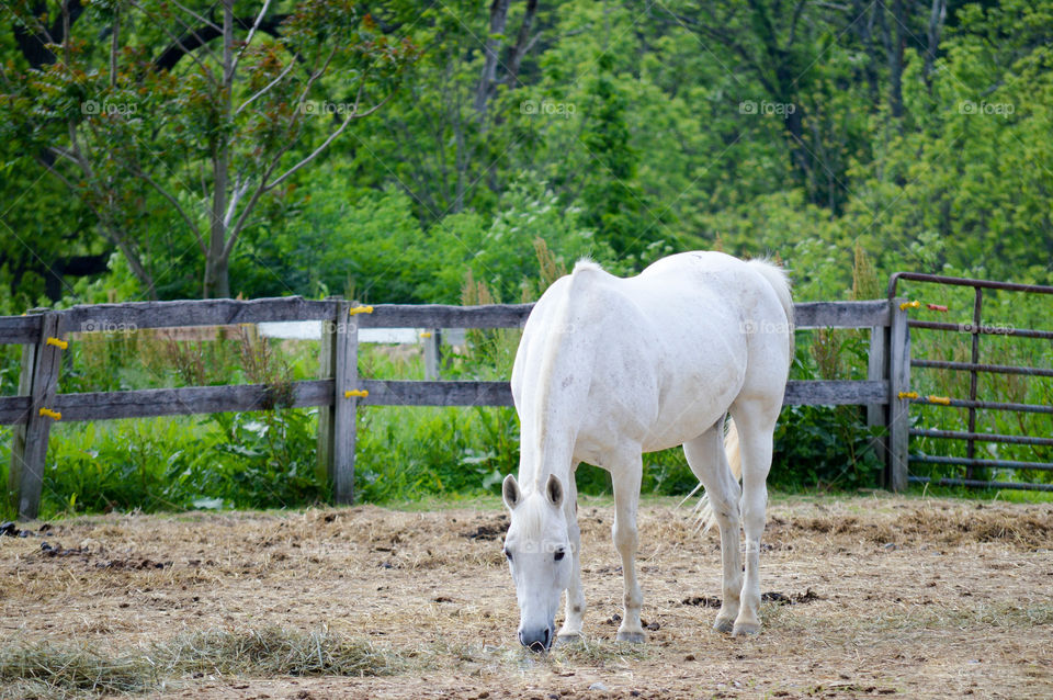 white horse in fenced field