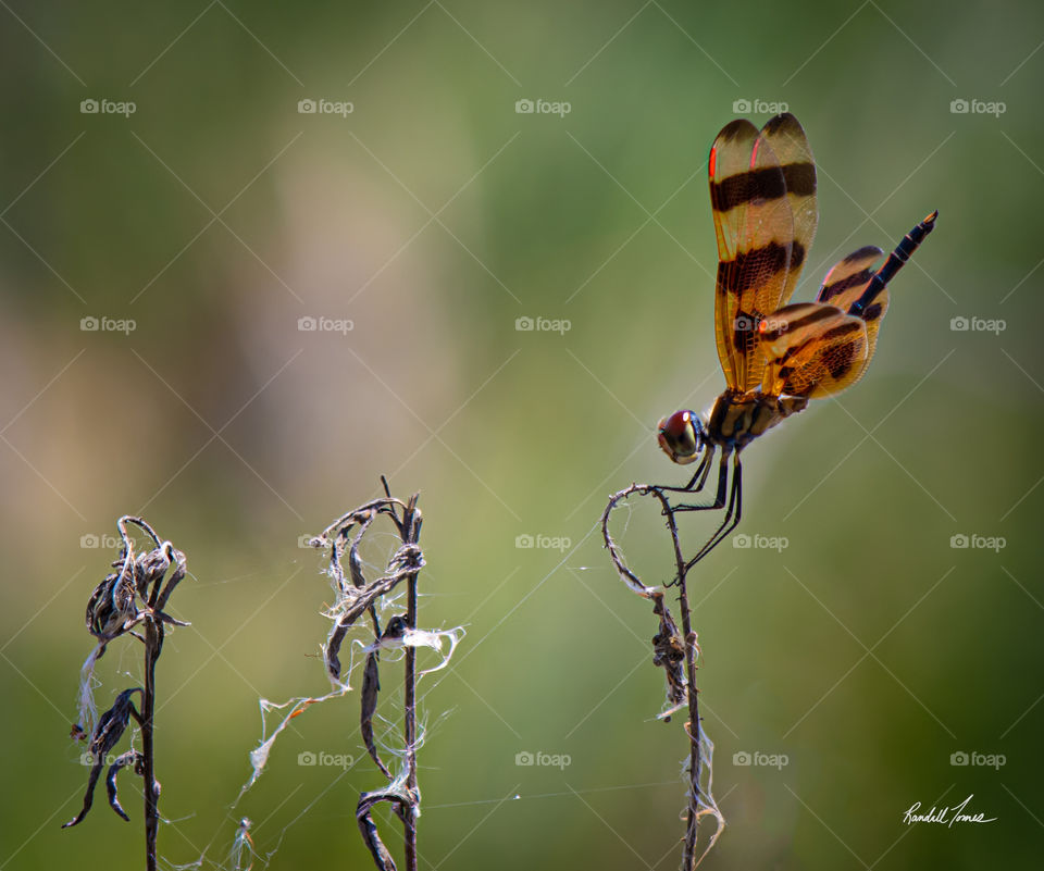 Dragonfly on the cattails 