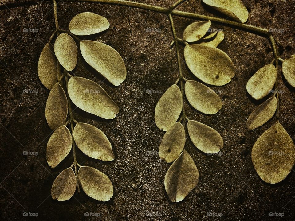 vintage 
photo
camera 
grayni