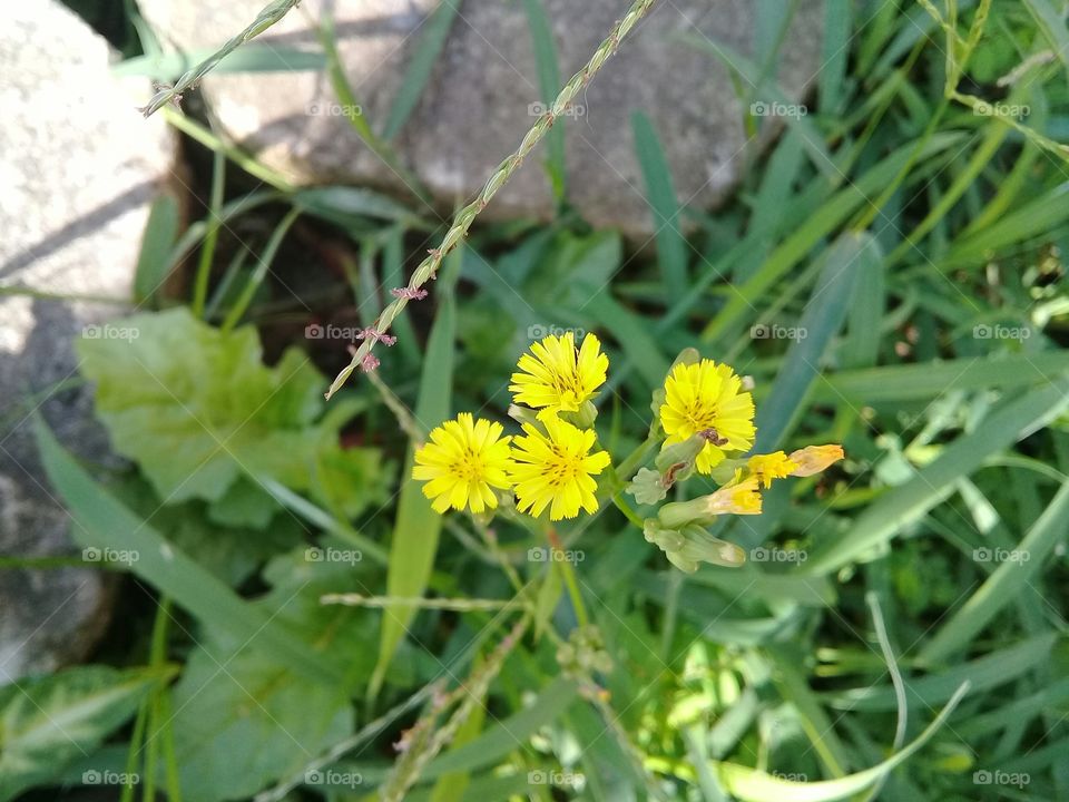 wild yellow  flower.  So little