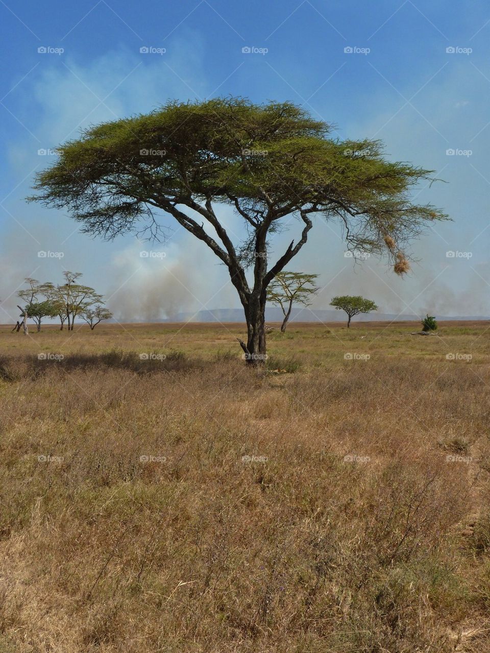 Acacia Tree - Serengeti