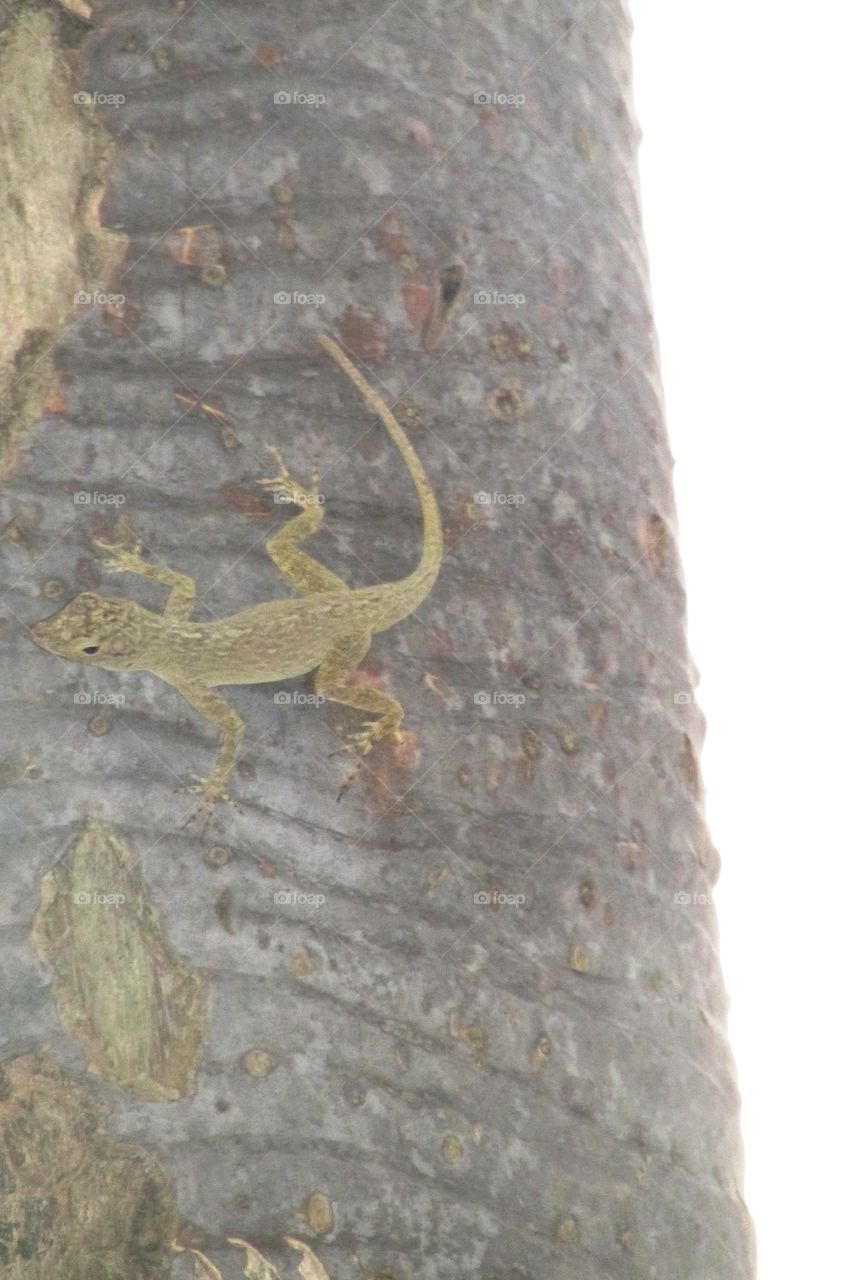 Lizard, Reptile, Nature, No Person, Tree