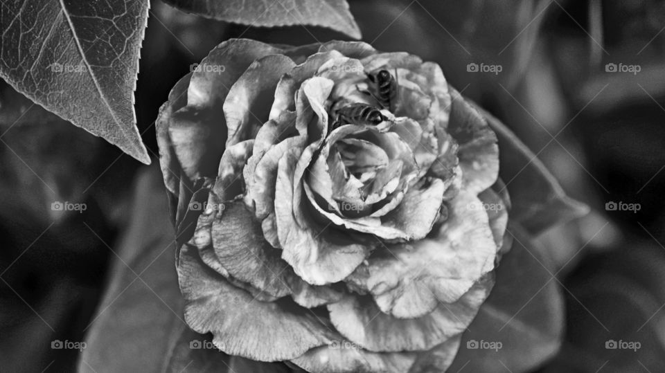 Black and white rose with Bee in it