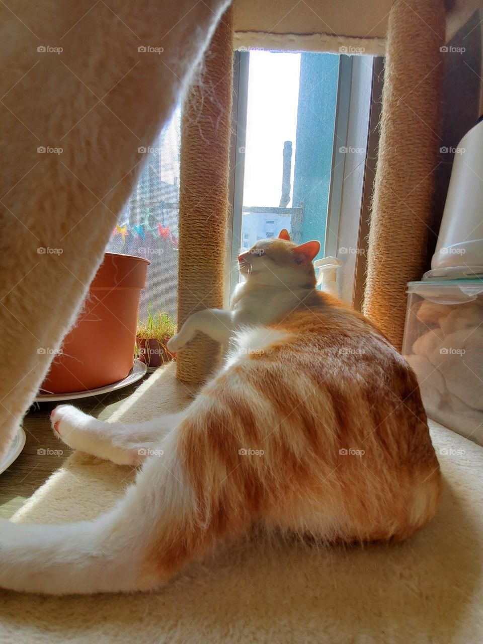 lazy fat cat relaxing