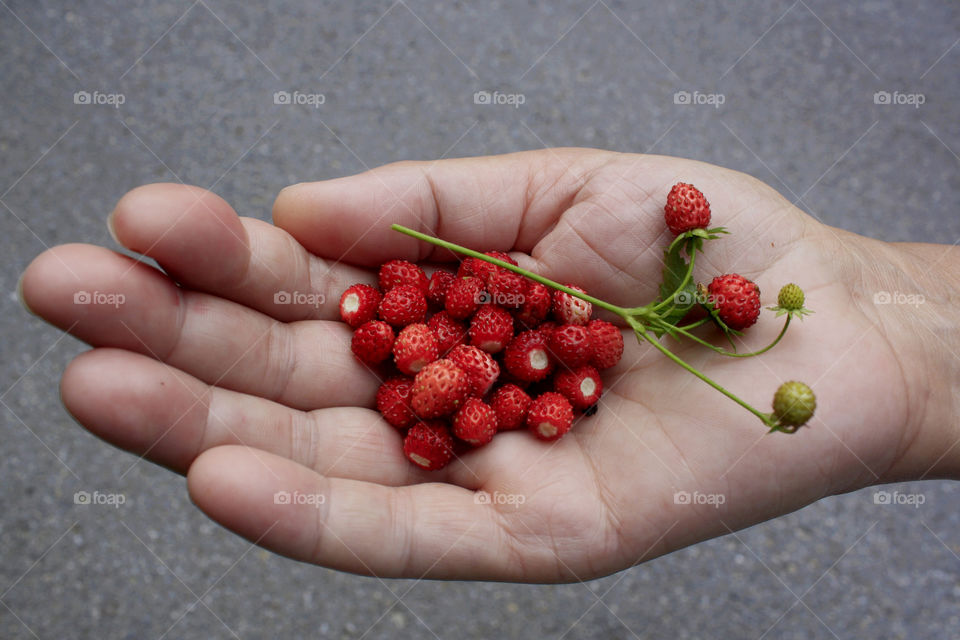 A hand with wild, red strawberries