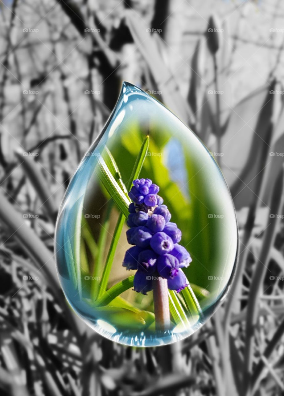 springtime black and white