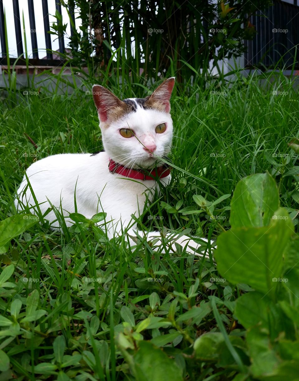 A female cat playing between grass and plants. She has pony tail pattern in her forehead and wearing a pink collar
